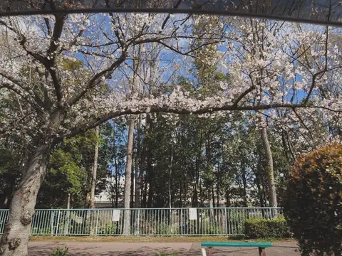 お花見に出かけた先の満開の桜